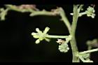 金龜樹-花12.JPG