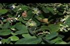 金龜樹-花13.JPG