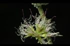 金龜樹-花23.JPG