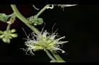 金龜樹-花25.JPG