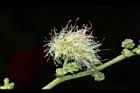 金龜樹-花28.JPG