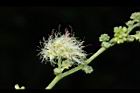 金龜樹-花31.JPG