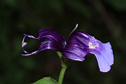 釘地蜈蚣-花蕊05.JPG