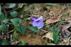 釘地蜈蚣-花02.JPG