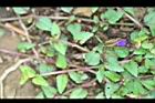 釘地蜈蚣-花苞00.jpg