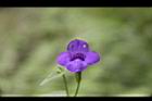 釘地蜈蚣-花01.jpg
