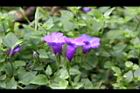 釘地蜈蚣-花03.jpg