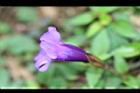 釘地蜈蚣-花06.jpg