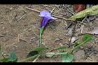 釘地蜈蚣-花08.JPG