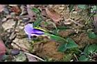 釘地蜈蚣-花09.JPG