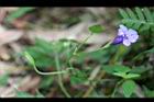 釘地蜈蚣-花10.JPG