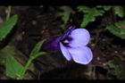釘地蜈蚣-花19.JPG