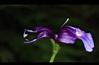 釘地蜈蚣-花蕊06.JPG