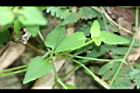 釘地蜈蚣-葉04.JPG
