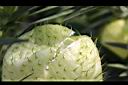釘頭果-實04.jpg