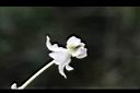 釘頭果-花00.jpg