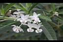 釘頭果-花22.jpg