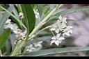 釘頭果-花25.jpg
