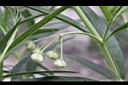 釘頭果-花苞0.jpg
