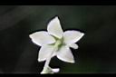 釘頭果-花萼1.jpg