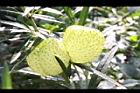 釘頭果-實01.jpg