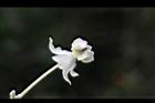 釘頭果-花01.jpg