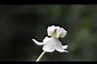 釘頭果-花02.jpg