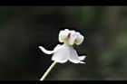 釘頭果-花03.jpg