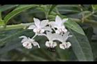釘頭果-花04.jpg