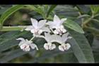 釘頭果-花05.jpg