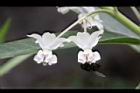 釘頭果-花06.jpg