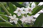釘頭果-花09.jpg