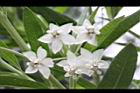 釘頭果-花10.jpg