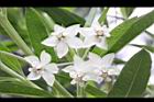 釘頭果-花11.jpg
