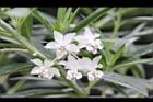 釘頭果-花15.jpg