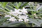 釘頭果-花18.jpg