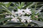 釘頭果-花19.jpg