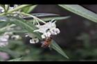 釘頭果-花20.jpg