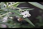 釘頭果-花21.jpg