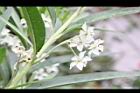 釘頭果-花26.jpg