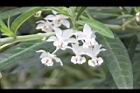釘頭果-花27.jpg