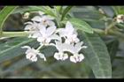 釘頭果-花28.jpg