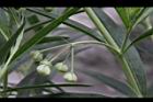 釘頭果-花苞1.jpg
