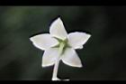釘頭果-花萼0.jpg