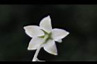 釘頭果-花萼2.jpg