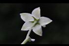 釘頭果-花萼3.jpg