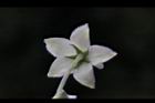 釘頭果-花萼4.jpg