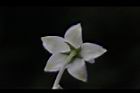 釘頭果-花萼5.jpg