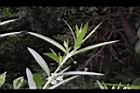 釘頭果-葉序00.jpg