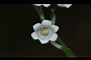 鈴蘭-花27.JPG